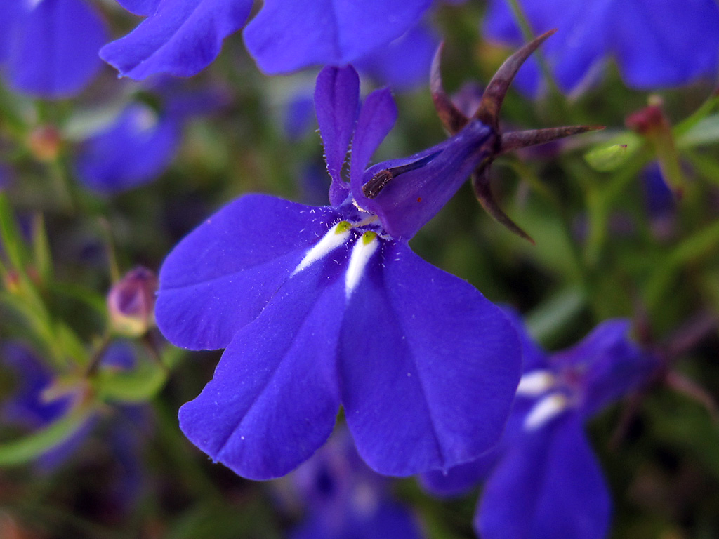 remedios con lobelia