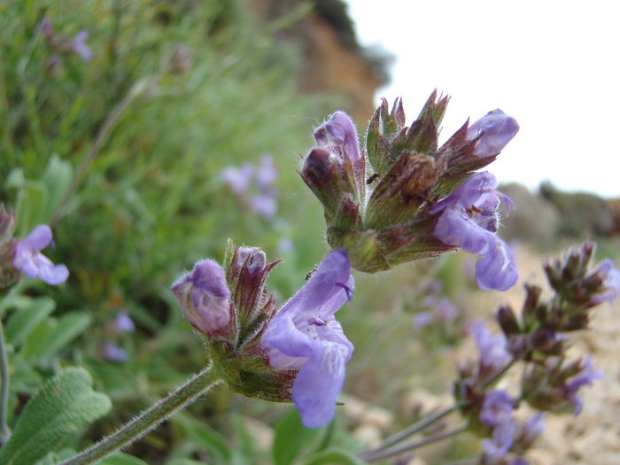 remedios con salvia romana