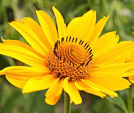 arnica
