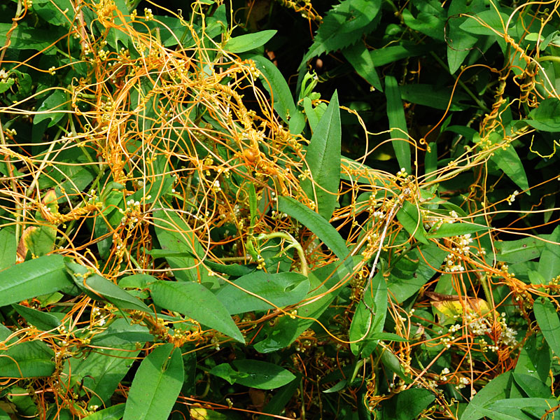 Remedios con cuscuta para los cálculos, impotencia y más