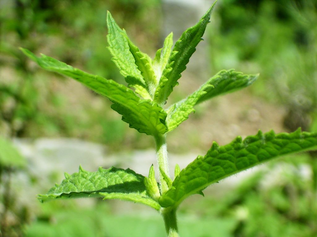 remedios con menta verde