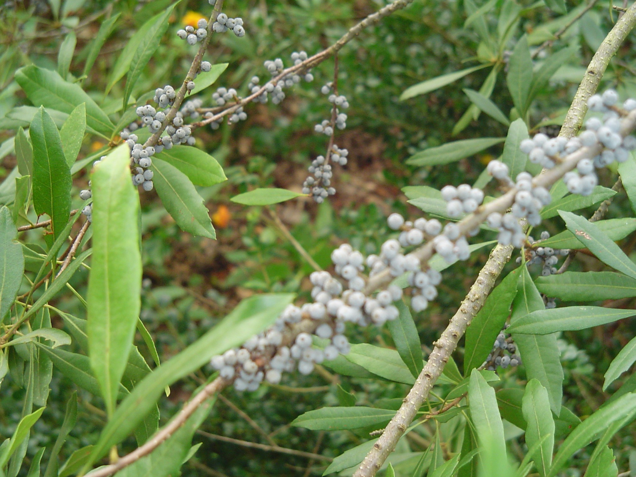 remedios con myrica