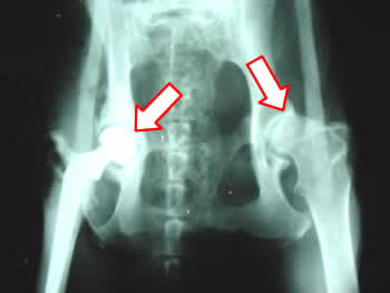 remedios artritis canina