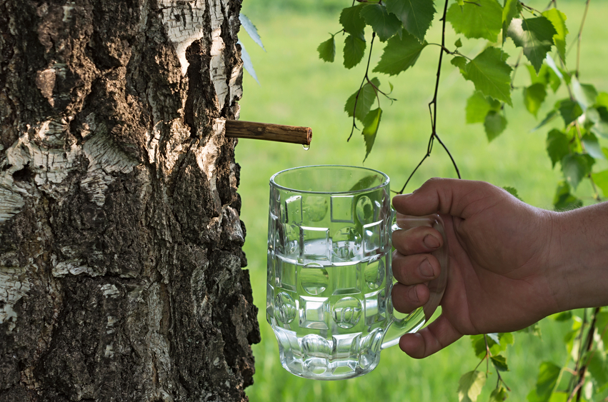 agua de abedul para adelgazar