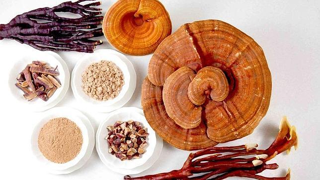 hongos medicinales