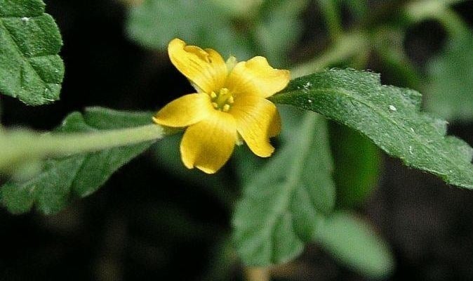 damiana beneficios y contraindicaciones