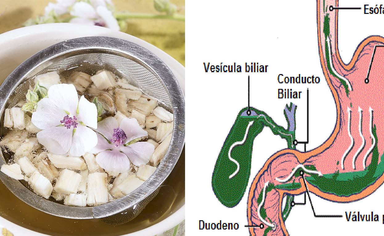 plantas medicinales para el reflujo biliar