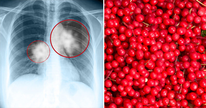 schizandra contraindicaciones