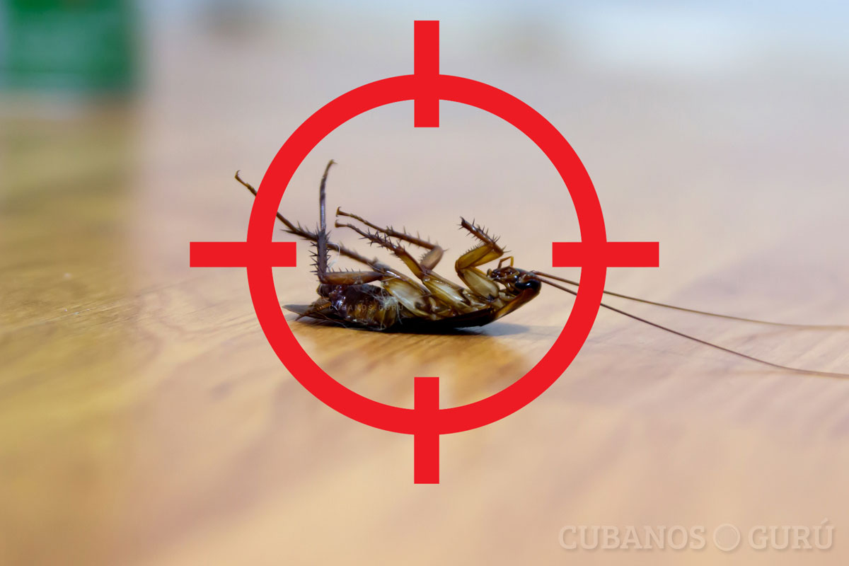 remedios para las cucaracha