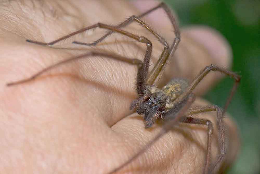picadura de araña