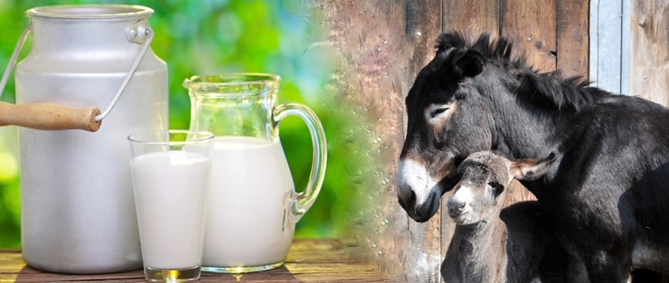 Para que sirve la leche de burra negra: Beneficios y propiedades