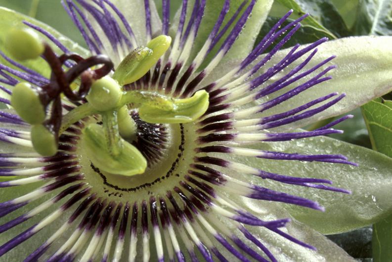 pasiflora propiedades y contraindicaciones