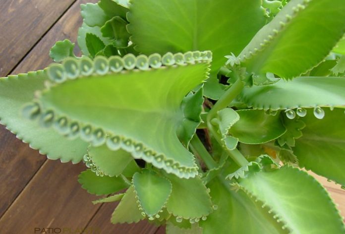 kalanchoe