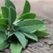 Salvia para la diabetes, bajar el azucar, garganta, bajar de peso y más