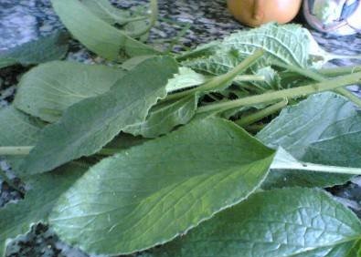 Plantas medicinales expectorantes