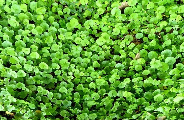 ventajas y desventajas del gotu kola