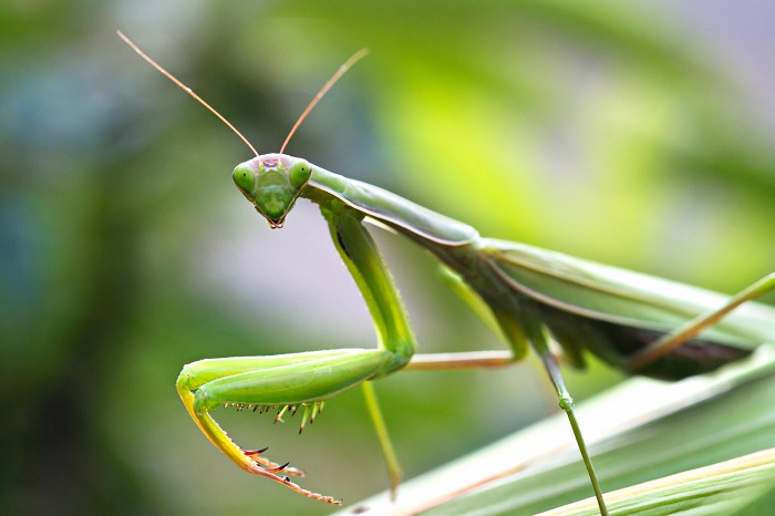 mantis religiosa significado espiritual