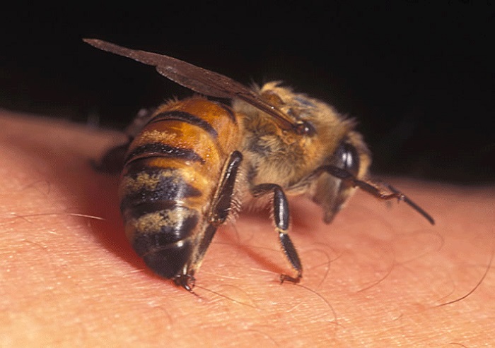 que significa que te pique una abeja espiritual