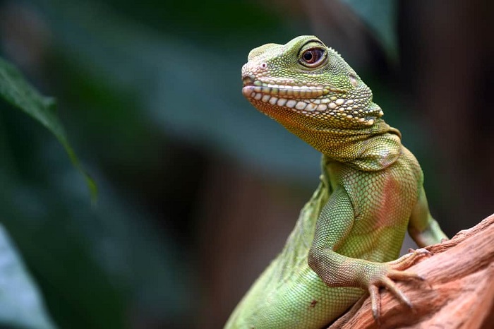 lagarto significado espiritual