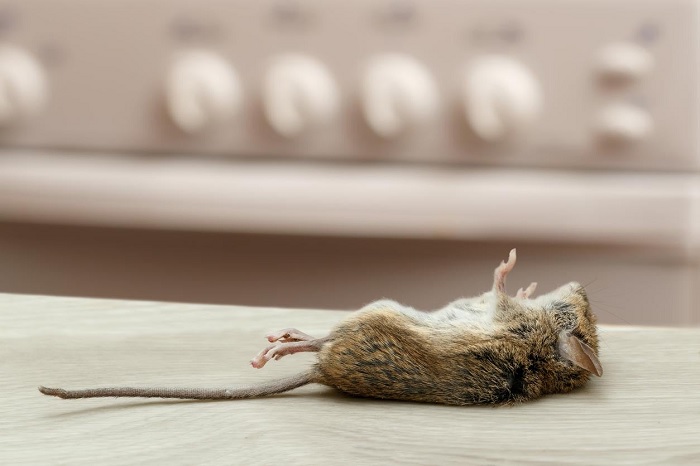 que significa encontrar ratones muertos en tu casa