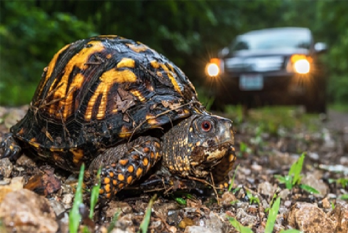 que significa encontrarse una tortuga en el camino