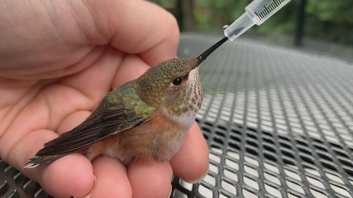 que significa encontrar un colibrí herido