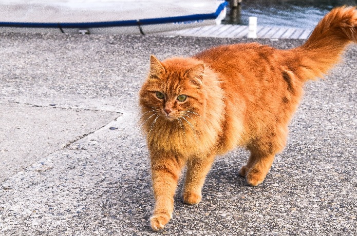 que significa soñar con un gato naranja